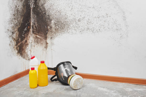 Best Attic Mold Removal  in Seward, NE