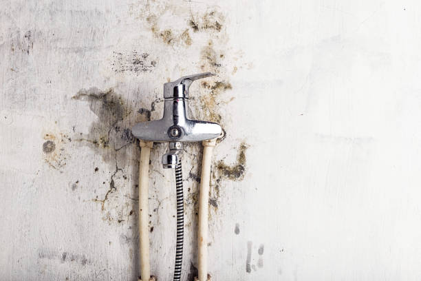 Trusted Seward, NE Mold Removal Experts