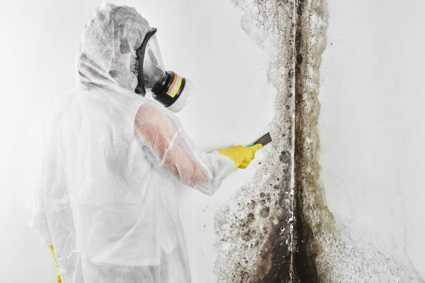 Home Mold Removal in Seward, NE