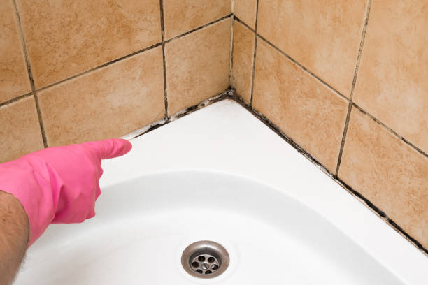 Best Certified Mold Removal  in Seward, NE